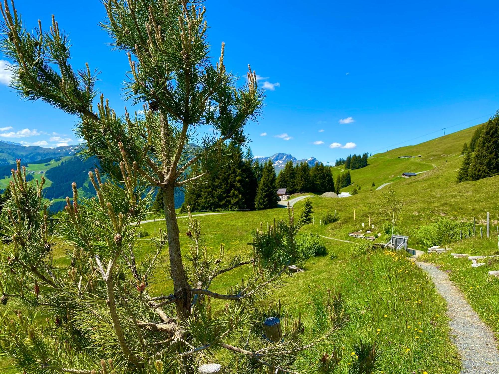 Alm Seasons Premium Chalet & Studios Заалбах-Хинтерглем Екстериор снимка